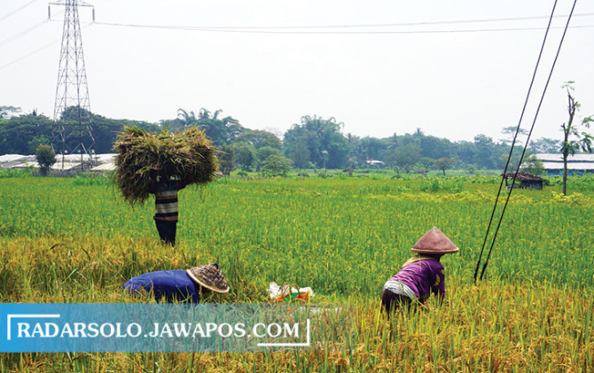 LUMBUNG PANGAN: Panen padi di Kecamatan Manisrenggo, Minggu (6/2). Wilayah ini masuk program IP 400. (ANGGA PURENDA/RADAR SOLO)