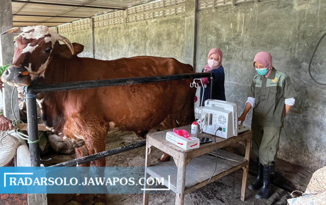 CANGGIH: Tim kesehatan hewan Dinas Pertanian dan Perikanan Sukoharjo melakukan USG pada sapi bunting di Bendosari, Rabu (9/2). (IWAN KAWUL/RADAR SOLO)