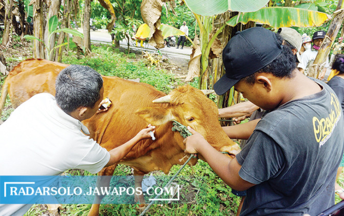 WASPADA: Vaksinasi ternak sapi di Gentan, Gantiwarno, Klaten yang berbatasan langsung dengan Gunungkidul kemarin (8/2). (ANGGA PURENDA/RADAR SOLO)