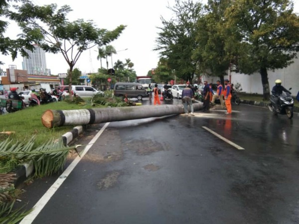 MEMBAHAYAKAN: Dinas Lingkungan Hidup (DLH) Kabupaten Sukoharjo menebang 50 pohon palem yang membahayakan pengguna jalan, Selasa (15/3). (IWAN KAWUL/RADAR SOLO)