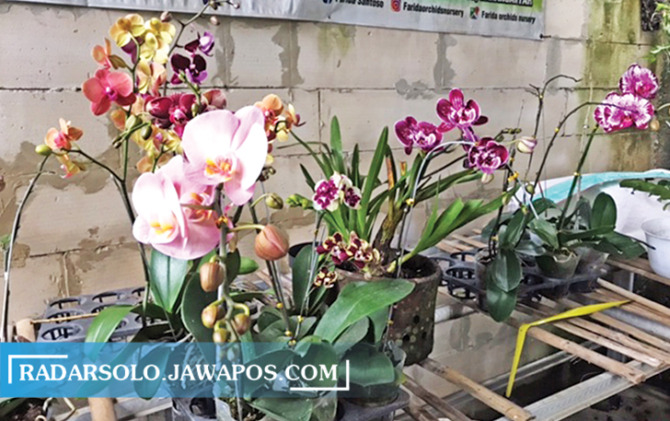 MENAWAN: Merawat anggrek bunga gampang-gampang susah. Harus perhatikan kebutuhan cahaya matahari, suhu, kelembaban udara, pemupukan, hingga penyiraman. (ANTI NATASYA/RADAR SOLO)