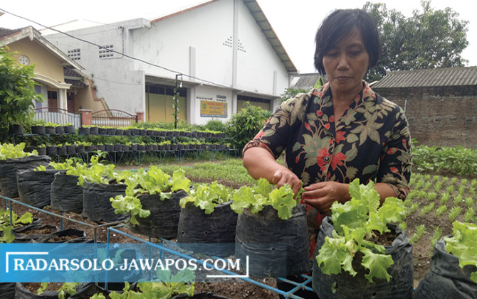 OLAH LAHAN: Ketua Kelompok Wanita Tani Ngudi Makmur Magareta Pety Aryani di sedang rawat tanaman di lahan terbatas. (SILVESTER KURNIAWAN/RADAR SOLO)