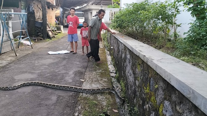 BIKIN WASWAS: Ular sanca kembang yang masuk ke permukiman warga di Desa Bangak, Banyudono, kemarin. (ISTIMEWA)