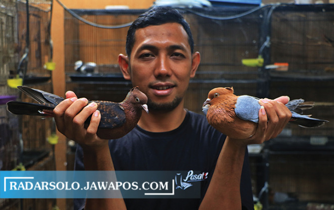 MASIH JARANG: Sepasang indukan archangel pigeon koleksi Abdul Rahmah, warga Pajang, Laweyan. (AREIF BUDIMAN/RADAR SOLO)