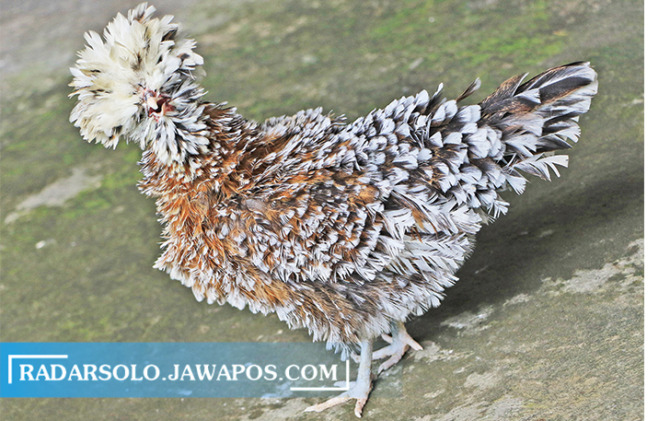 MENGGEMASKAN: Ayam polandia memiliki kelebihan berbulu lebat di sekujur tubuhnya. Bulu normal maupun yang walik, sama-sama indah. (ARIEF BUDIMAN/RADAR SOLO)