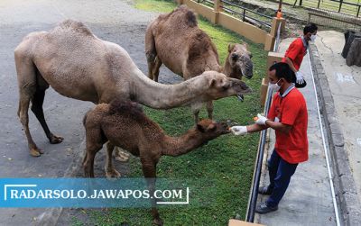 Unta koleksi Taman Satwa Taru Jurug melahirkan anakan berjenis kelamin jantan pada April lalu, dan kemarin bersamaan dibukanya kembali objek wisata ini, unta ini diberi nama Dofir Olan. (DAMIANUS BRAM/RADAR SOLO)
