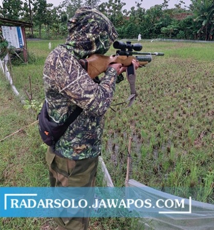 BANTU PETANI: Sejumlah pemburu berhasil menangkap tikus-tikus di persawahan wilayah Desa Wonorejo, Polokarto, Jumat (18/3) sore. (IWAN KAWUL/RADAR SOLO)