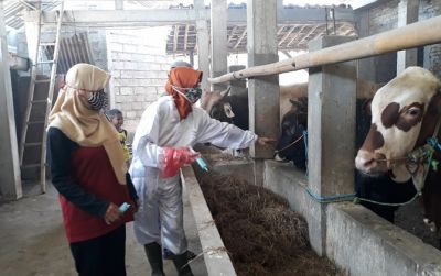 Tim Dinas Pertanian dan Perikanan Sukoharjo melakukan pemeriksaan hewan di peternakan milik Panidi di Kelurahan Dukuh, Kecamatan Sukoharjo.