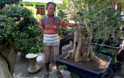 Warga di Desa Sambungmacan sudah menekuni pembuatan bonsai sejak puluhan tahun lalu.