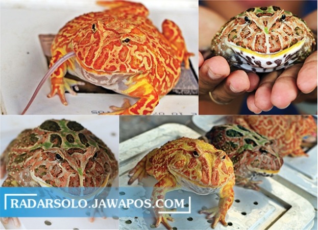 KANIBAL: Pacman frog, katak asal Amerika Selatan yang dikoleksi Tegar Awan Sabrang Cakrawala.