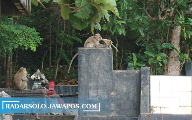 CARI MAKAN: Kawanan kera di sebuah pemakaman di Lingkungan Joho Lor Kelurahan Giriwono Kecamatan Wonogiri Kota, kemarin (22/3). Area itu sangat dekat dengan pemukiman warga. (IWAN ADI LUHUNG/RADAR SOLO)