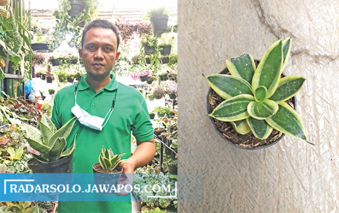 CANTIK: Iwan menunjukkan koleksi lidah mertua mini di toko bunganya di Pasar Nongko. Lidah mertua mini lebih sulit dirawat karena harus selalu diletakkan di tempat teduh. (AJENG NURUL PRATIWI/RADAR SOLO)