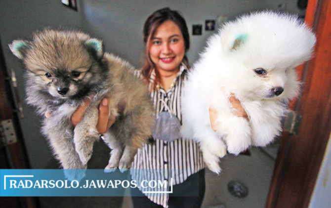 SUKA YANG MINI: Christina Pristisa pamerkan mini Pomerania koleksinya. Harga anjing ini relatif mahal. Perawatannya butuh perhatian ekstra. (AREIF BUDIMAN/RADAR SOLO)
