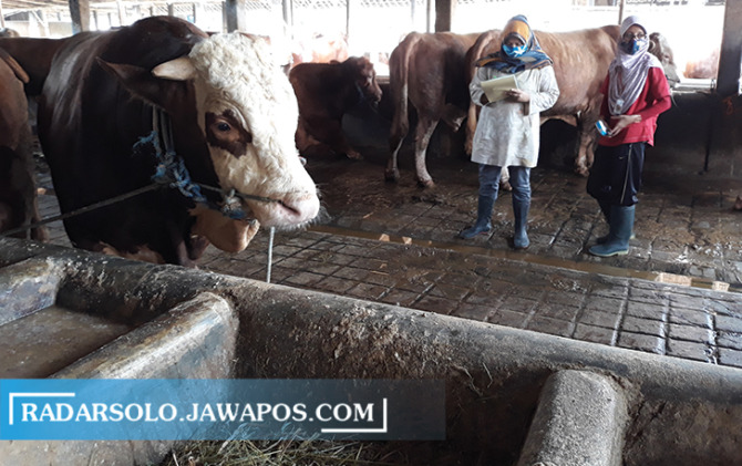 KOMODITAS UNGGULAN: Tim kesehatan hewan Dinas Pertanian dan Perikanan Sukoharjo periksa sapi peternak. (IWAN KAWUL/RADAR SOLO)