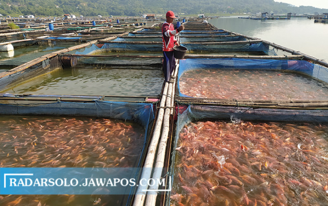 MAKIN TERJEPIT: Petani ikan di Waduk Gajah Mungkur sedang memberi pakan ikan di karamba di tengah naiknya harga pakan, kemarin (13/3). (IWAN ADI LUHUNG/RADAR SOLO)