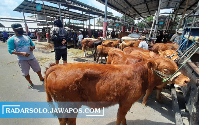 LESU: Pedagang sapi Pasar Hewan Desa Jelok, Cepogo mengeluhkan sepinya pembeli. (RAGIL LISTIYO/RADAR SOLO)