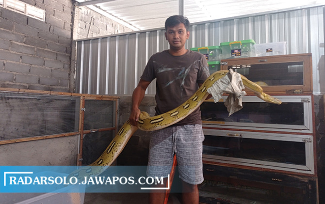 PELUANG BISNIS: Didit Marsanto memegang ular piton miliknya, Senin (28/3). (IWAN ADI LUHUNG/RADAR SOLO)
