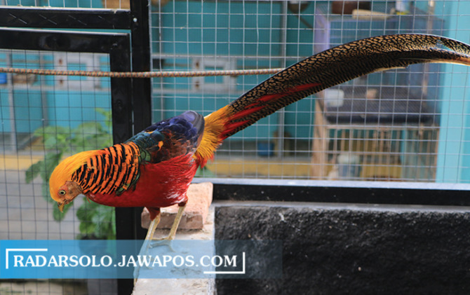 MENCOLOK: Golden pheasant koleksi Abdul Rahman warga Solo. Unggas jenis ini mulai banyak penggemarnya. (ARIEF BUDIMAN/RADAR SOLO)