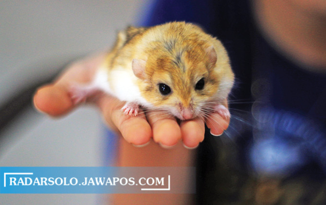 LUCU: Perawatan fat tail gerbil bisa dilakukan dengan sederhana. Terpenting, kebersihan kandang terjaga. (ARIEF BUDIMAN/RADAR SOLO)