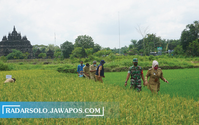 DALAM PANTAUAN: Kegiatan panen raya di lahan pertanian yang ada di Desa Bugisan, Kecamatan Prambanan beberapa waktu lalu. (ANGGA PURENDA/RADAR SOLO)