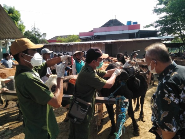 ANTISIPASI PMK: Petugas Kesehatan Hewan dari DKPP saat melakukan pemeriksaan di Pasar Hewan Jatinom dan Prambanan (Dokumentasi DKPP Klaten)