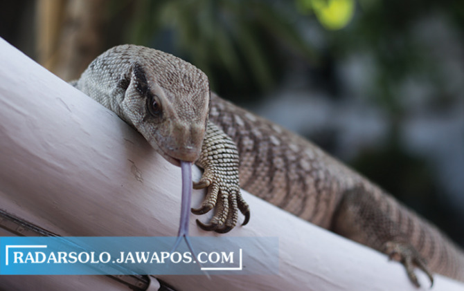 MASIH JARANG: Savannah monitor diminati pecinta reptil karena sifatnya yang jinak. Satwa ini memiliki habitat asli di gurun. (M. IHSAN/RADAR SOLO)