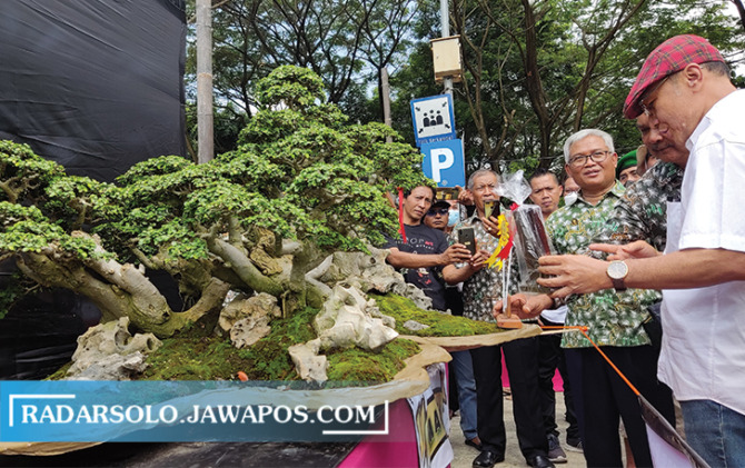 BERHARGA: Bonsai serut yang mendapatkan predikat best in show di pameran dan kontes bonsai nasional di Terminal Tipe A Giri Adipura Wonogiri, Minggu (22/5). (IWAN ADI LUHUNG/RADAR SOLO)