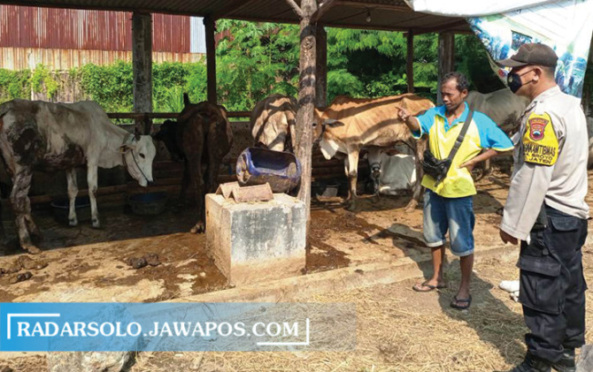 TANGKAL PENULARAN: Personel Bhabinkamtibmas periksa sapi di salah seorang peternak di Karanganyar Kota, Jumat (13/5).  (RUDI HARTONO/RADAR SOLO)