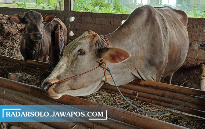 WASPADA: Penyakit mulut dan kuku mulai menjangkiti sapi-sapi di Sragen. (AHMAD KHAIRUDIN/RADAR SOLO)