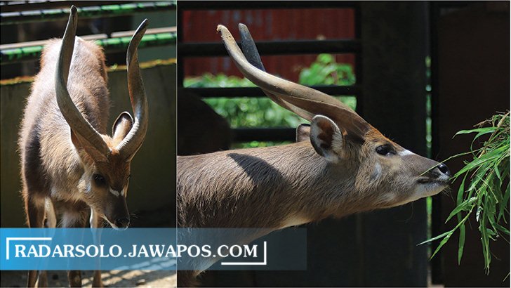 GARANG: Sitatunga menjadi salah satu koleksi favorit Taman Satwa Taru Jurug. (ARIEF BUDIMAN/RADAR SOLO)