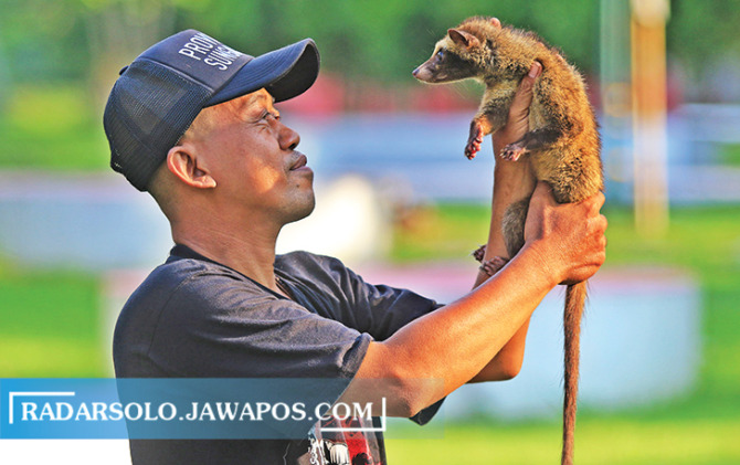 JINAK: Toyib bercengkerama dengan Sindy, luwak pandan koleksinya yang ditangkap di semak belukar. (ARIEF BUDIMAN/RADAR SOLO)