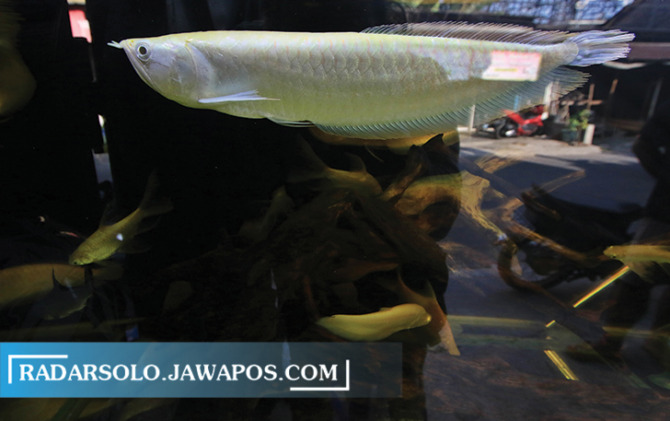 BACKGROUND GELAP: Arwana silver albino koleksi Lutfi Nugroho yang dipelihara bersama kaviat slayer. Kombinasi keduanya menjadikan akuarium makin cantik. (ARIEF BUDIMAN/RADAR SOLO)