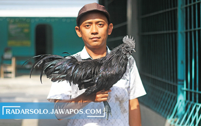 HITAM LEGAM: Ari Wahyudi pamerkan ayam cemani koleksinya. Unggas ini tidak membutuhkan perawatan khusus.  (ARIEF BUDIMAN/RADAR SOLO)