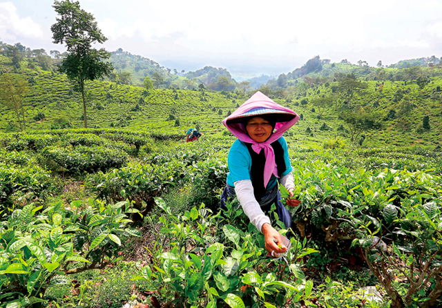 RUTINITAS: Para pemetik daun teh menjalani aktivitas rutinnya di kawasan Agrowisata Kebun Teh Jamus. (Frizal/Jawa Pos)