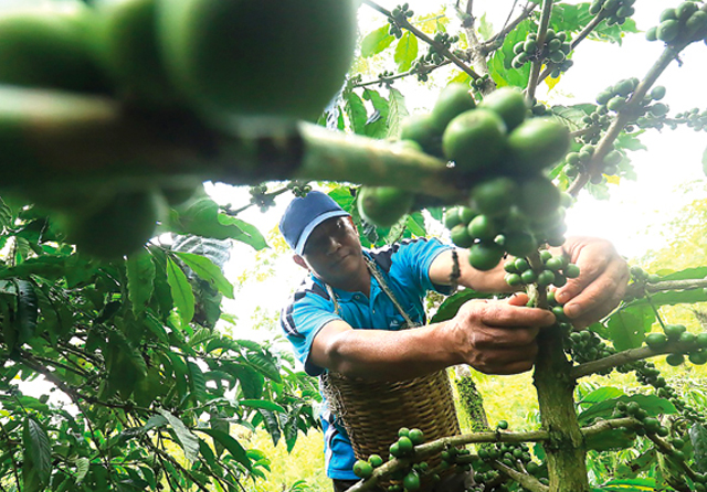 DIPETIK: Di Wisata Edukasi Kebun Kopi, Kecamatan Tutur, pengunjung bisa menyaksikan proses seleksi kopi sebelum siap dipetik. (Jawa Pos Radar Bromo)