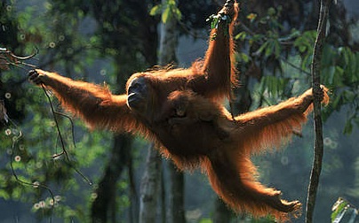 Bukit Lawang  di Kota Medan kaya akan keanekaragaman hayati dan hewani. Lokasi ini menjadi habitat asli orang utan. (ISTIMEWA)