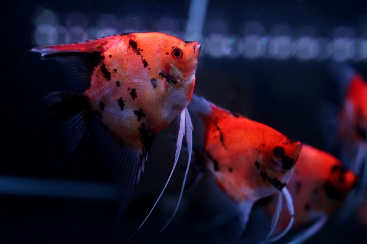 Manfish kualitas super memiliki corak warna yang tegas. (IMAN HUSEIN/JAWA POS)
