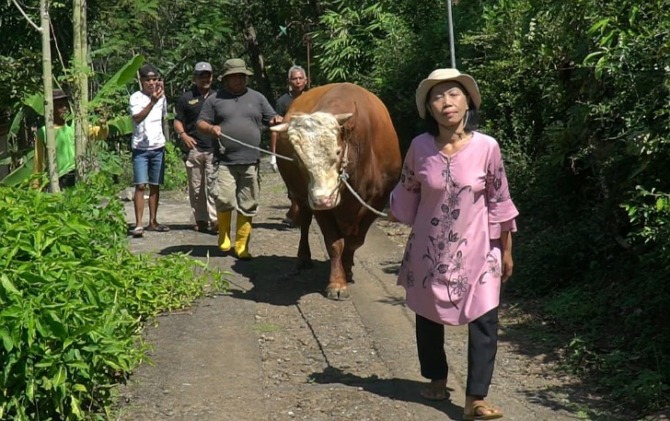Peternak asal Andong, Boyolali, Sri Suhartini mendorong sapi 1 ton yang dibeli Presiden Jokowi. (RAGIL L/RADAR SOLO)