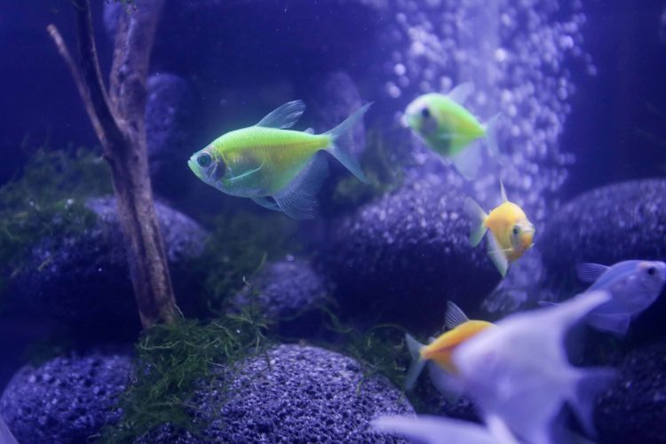 REKAYASA GENETIK: Dalam tubuh Glofish terdapat gabungan DNA ubur-ubur dana karang merah yang membuatnya berpendar saat disorot lampu LED maupun UV. (Alfian Rizal/Jawa Pos)
