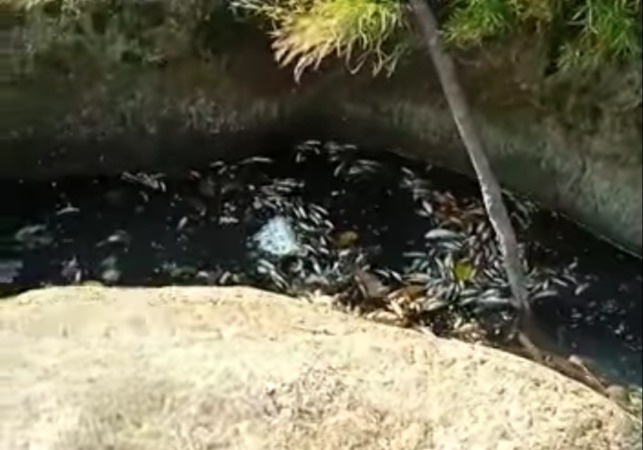 DIKELUHKAN: Ikan sungai Bonggo, Karangmalang banyak yang mati. (ISTIMEWA)