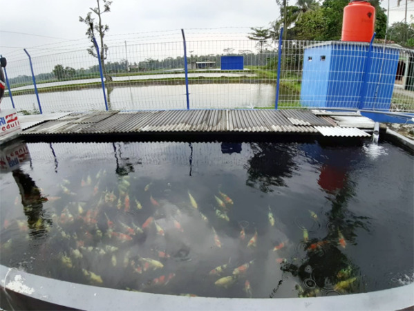 Budidaya ikan Showa dilakukan melalui media kolam mulai dari ukuran larva atau berkisar 2 cm. Hanya dengan membutuhkan waktu pembesaran 2 hingga 4 bulan dan perawatan yang intensif ikan ini biasanya telah memiliki ukuran 20 cm dan siap untuk dipanen. (LPM