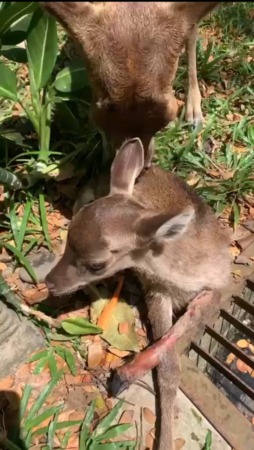 Screenshot video anakan rusa Taman Balekambang yang terluka. (ISTIMEWA)