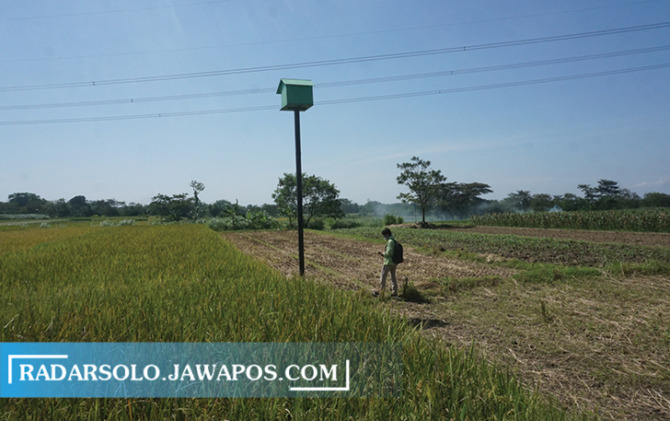 KREATIF: Pemuda Desa Beji, Kecamatan Tulung pasang rumah burung hantu di sawah setempat. (ANGGA PURENDA/RADAR SOLO)