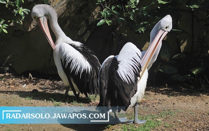 SENANG SANTAP IKAN: Pelikan Australia atau undan kacamata yang menjadi koleksi Taman Satwa Taru Jurug.  (ARIEF BUDIMAN/RADAR SOLO)