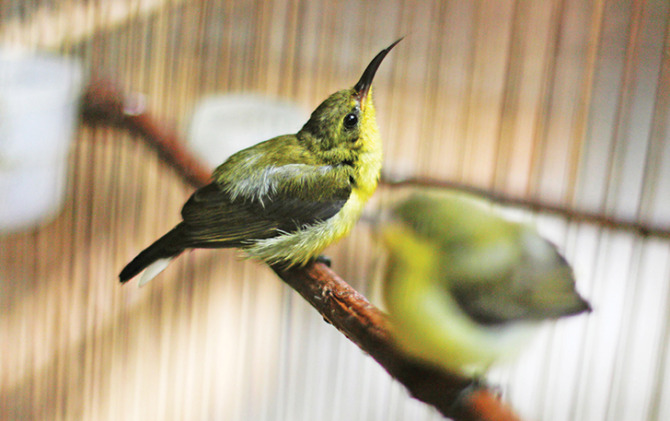 HOBI: Endro Susilo merawat burung sogon ijo kelangenannya dengan penuh kasih sayang.  (M. IHSAN/RADAR SOLO)