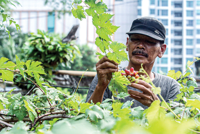 BERMANFAAT: Beragam jenis tanaman anggur di kebun M Samin. Sulur daun dan tanaman anggur bisa dimanfaatkan untuk pakan kelinci. (SALMAN TOYIBI/JAWA POS)