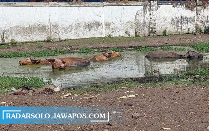 BAKAL DIKARANTINA: Satu lagi Kerbau Kyai Slamet milik Keraton Surakarta Hadiningrat mati. (SILVESTER KURNIAWAN/RADAR SOLO)