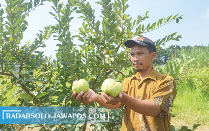 POTENSIAL: Kaur Umum dan Perencanaan Pemdes Jonggrangan Haryoko memperlihatkan potensi buah jambu kristal di Desa Jonggrangan, Klaten Utara. (ANGGA PURENDA/RADAR SOLO)