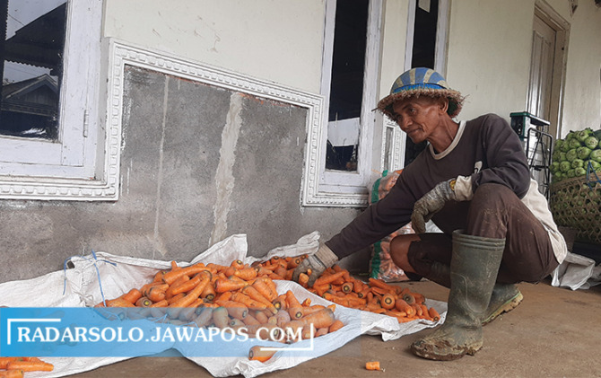 HARGA MELONJAK: Petani wortel menata hasil panennya di kediamannya di Desa Samiran, Kecamatan Selo, Minggu (3/7). (RAGIL LISTIYO/RADAR SOLO)