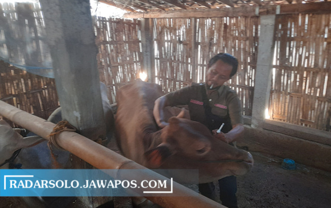 SEPARO TARGET: Penyaluran vaksin PMK kepada hewan ternak di Kabupaten Karanganyar. (RUDI HARTONO/RADAR SOLO)